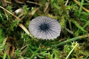 Závojenka fialově modrá - Entoloma cyanulum (Lasch) Noordel.