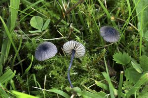 Závojenka fialově modrá - Entoloma cyanulum (Lasch) Noordel.