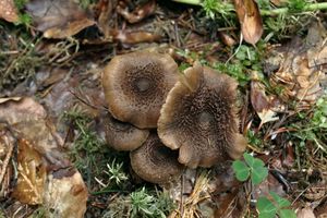 Vláknice špinavá - Inocybe calamistrata (Fr.) Gillet 1876