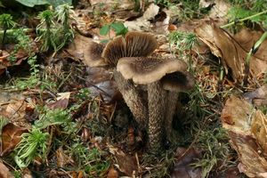 Vláknice špinavá - Inocybe calamistrata (Fr.) Gillet 1876