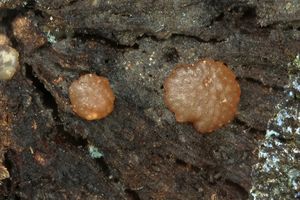 Masenka rosolovkovitá - Trichoderma tremelloides Jaklitsch