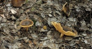 Klikni pro velký obrázek