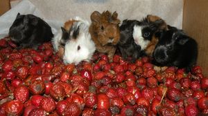 Klikni pro velký obrázek