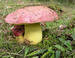 Hřib královský - Butyriboletus regius  (Krombh.) D. Arora & J.L. Frank 2014