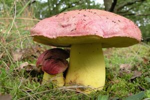 Klikni pro velký obrázek