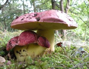 Hřib královský - Butyriboletus regius  (Krombh.) D. Arora & J.L. Frank 2014