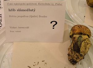 Klikni pro velký obrázek