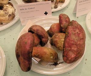 Klikni pro velký obrázek