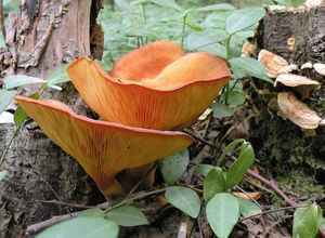 Hlíva klamná - Omphalotus olearius (DC.) Singer 1948