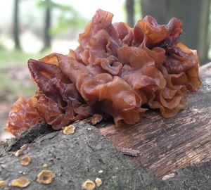 Klikni pro velký obrázek