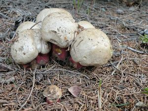 Klikni pro velký obrázek