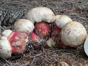 Klikni pro velký obrázek