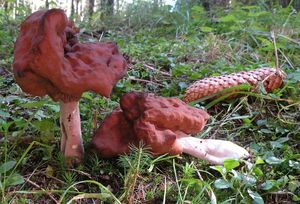 Klikni pro velký obrázek