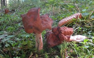 Klikni pro velký obrázek