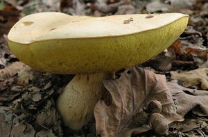 Klikni pro velký obrázek