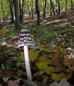 Klikni pro velký obrázek