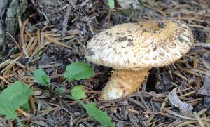 Klikni pro velký obrázek