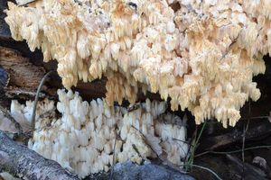 Korálovec bukový - Hericium clathroides (Pall.) Pers. 1797