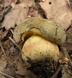 Klikni pro velký obrázek