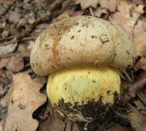 Hřib Fechtnerův - Boletus fechtneri Velen.