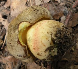 Hřib Fechtnerův - Boletus fechtneri Velen.