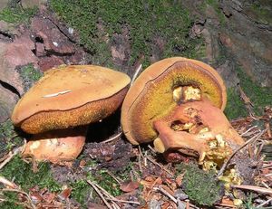 Hřib dřevožijný - Buchwaldoboletus lignicola (Kallenb.) Pilát