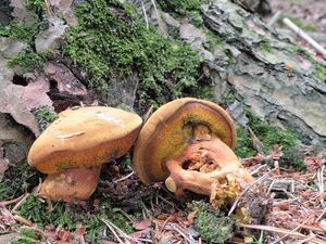 Klikni pro velký obrázek