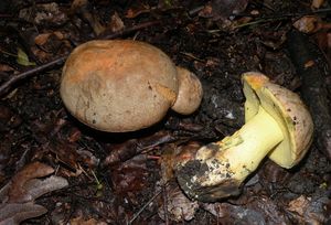 Hřib Fechtnerův - Boletus fechtneri Velen.