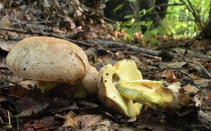 Hřib Fechtnerův - Boletus fechtneri Velen.