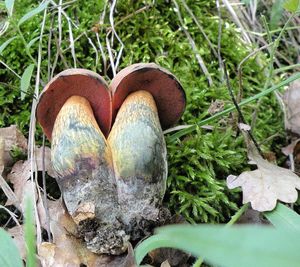 Klikni pro velký obrázek