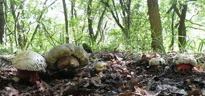 Klikni pro velký obrázek