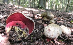 Klikni pro velký obrázek