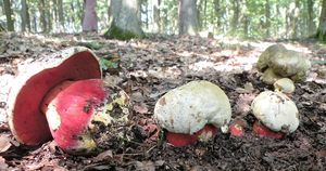 Klikni pro velký obrázek