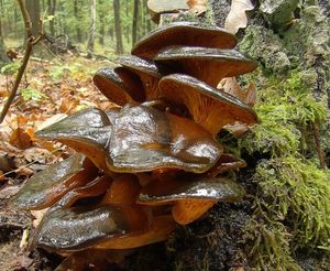 Hlíva klamná - Omphalotus olearius (DC.) Singer 1948