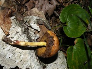 Hřib pružný - Aureoboletus gentilis (Quél.) Pouzar