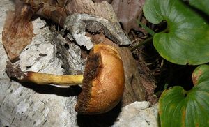 Hřib pružný - Aureoboletus gentilis (Quél.) Pouzar