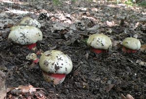 Klikni pro velký obrázek