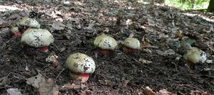 Klikni pro velký obrázek