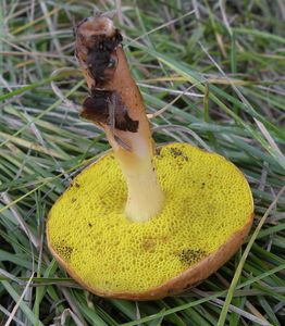 Hřib pružný - Aureoboletus gentilis (Quél.) Pouzar