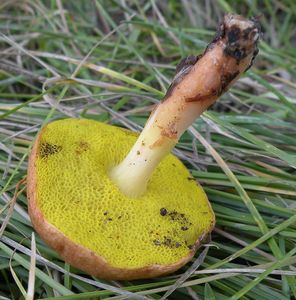 Hřib pružný - Aureoboletus gentilis (Quél.) Pouzar