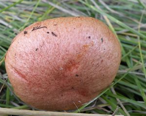 Hřib pružný - Aureoboletus gentilis (Quél.) Pouzar