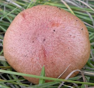 Hřib pružný - Aureoboletus gentilis (Quél.) Pouzar