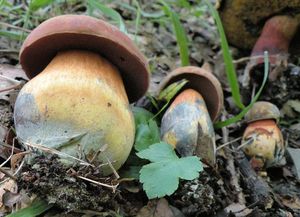 Klikni pro velký obrázek