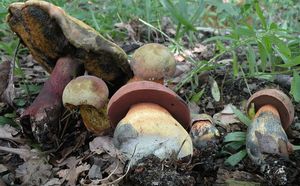 Klikni pro velký obrázek