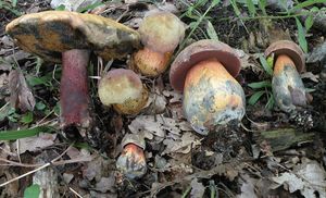 Klikni pro velký obrázek