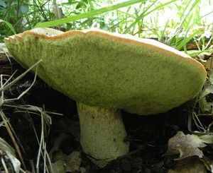 Klikni pro velký obrázek