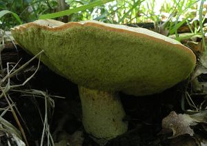 Klikni pro velký obrázek