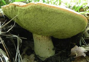 Klikni pro velký obrázek