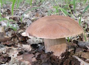 Klikni pro velký obrázek