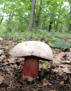 Klikni pro velký obrázek